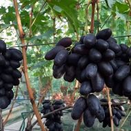 Саджанець Виноград Находка Калугіна в контейнері